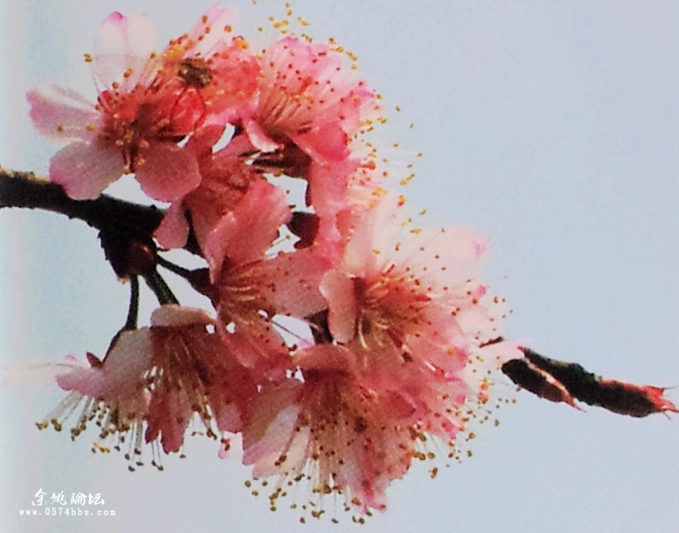 春暖花开四明山上的樱花即将盛开你知道樱花有哪些品种吗