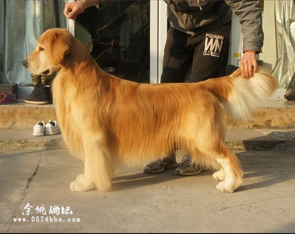 l两年金毛排行一(新大帝)"国家展最佳公豹直女(月光宝盒)