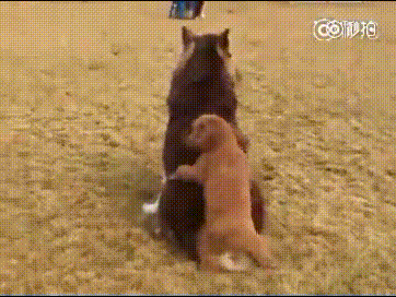 下午茶(2月15日):光天化日男子寂寞空虚堪比泰迪 对水沟盖做出这种事