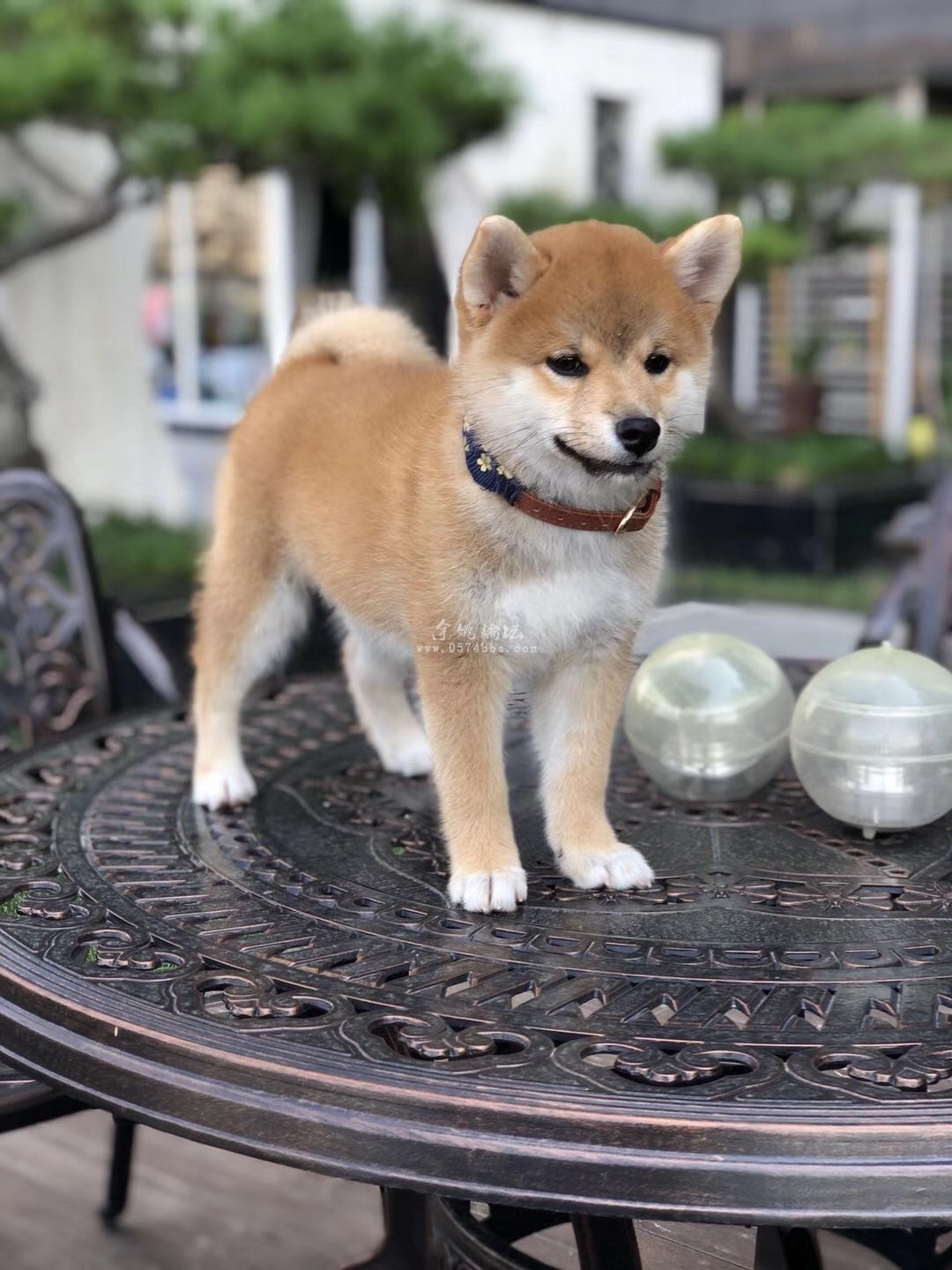 聪明可爱的柴犬宝宝 疫苗齐全