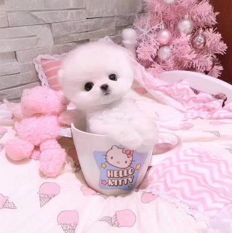超可爱顶级纯种哈多利博美幼犬