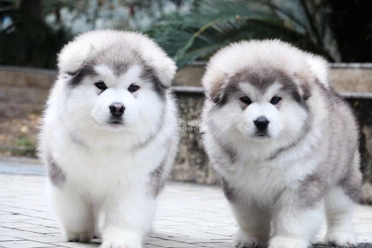家养阿拉斯加幼犬 还有几只