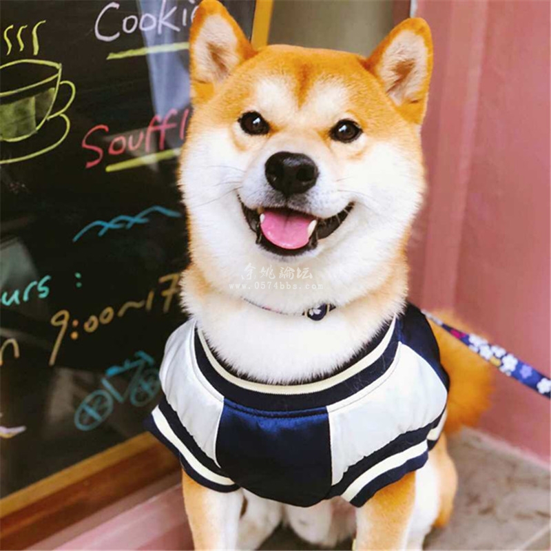 治愈系微笑脸柴犬宝宝 行走的表情包