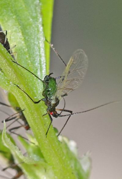 没有图片难说是蚜虫(油虫)的,我们这里多的是绿色的无翅蚜,也有有