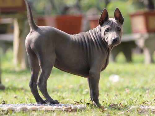 养在别墅群和小区的看家犬泰皇脊背犬