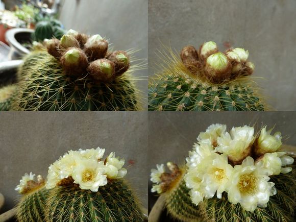 刺球开花又一色,更新