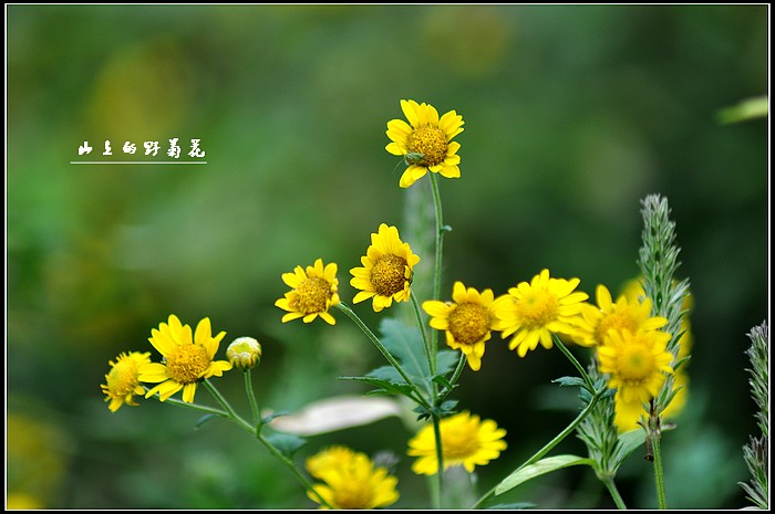 山上的野菊花
