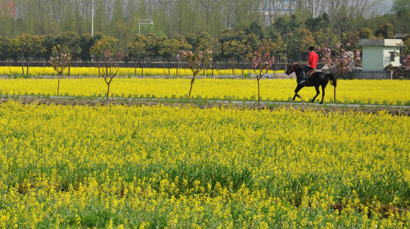 2013年余姚市马渚镇乐安湖油菜花观赏活动