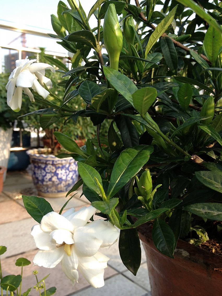 桅子花