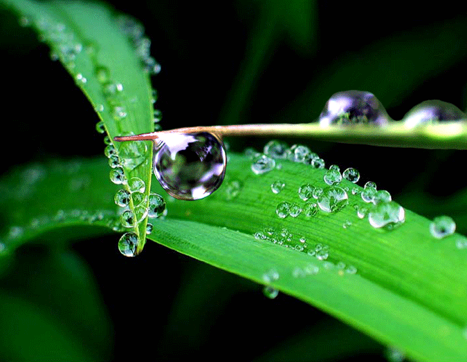 露水- 『 花草苑 』 - 余姚论坛 - powered by discuz!