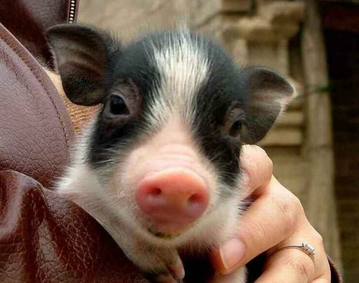 有没有可爱猪猪的图片？ - 知乎