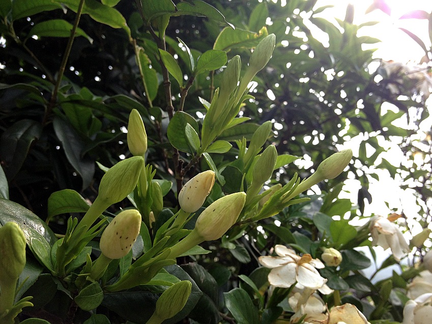 IMG_0266_conew1.jpg