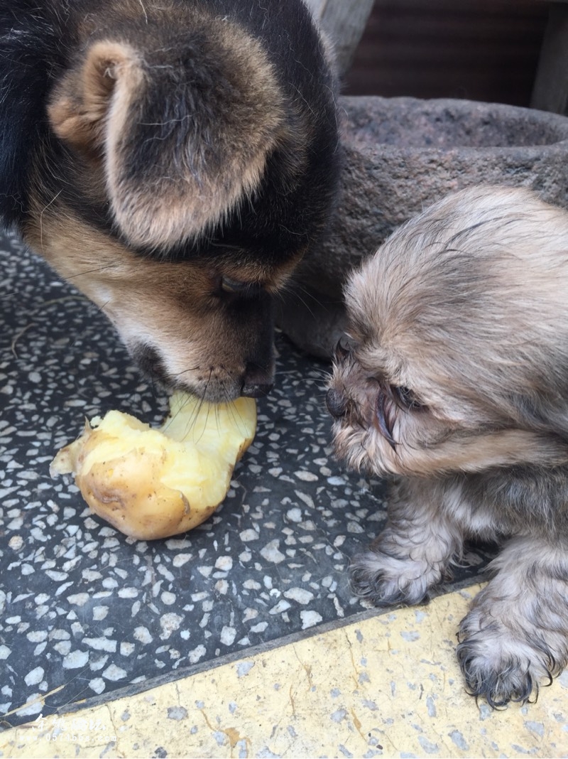 吃土豆的一大家子狗