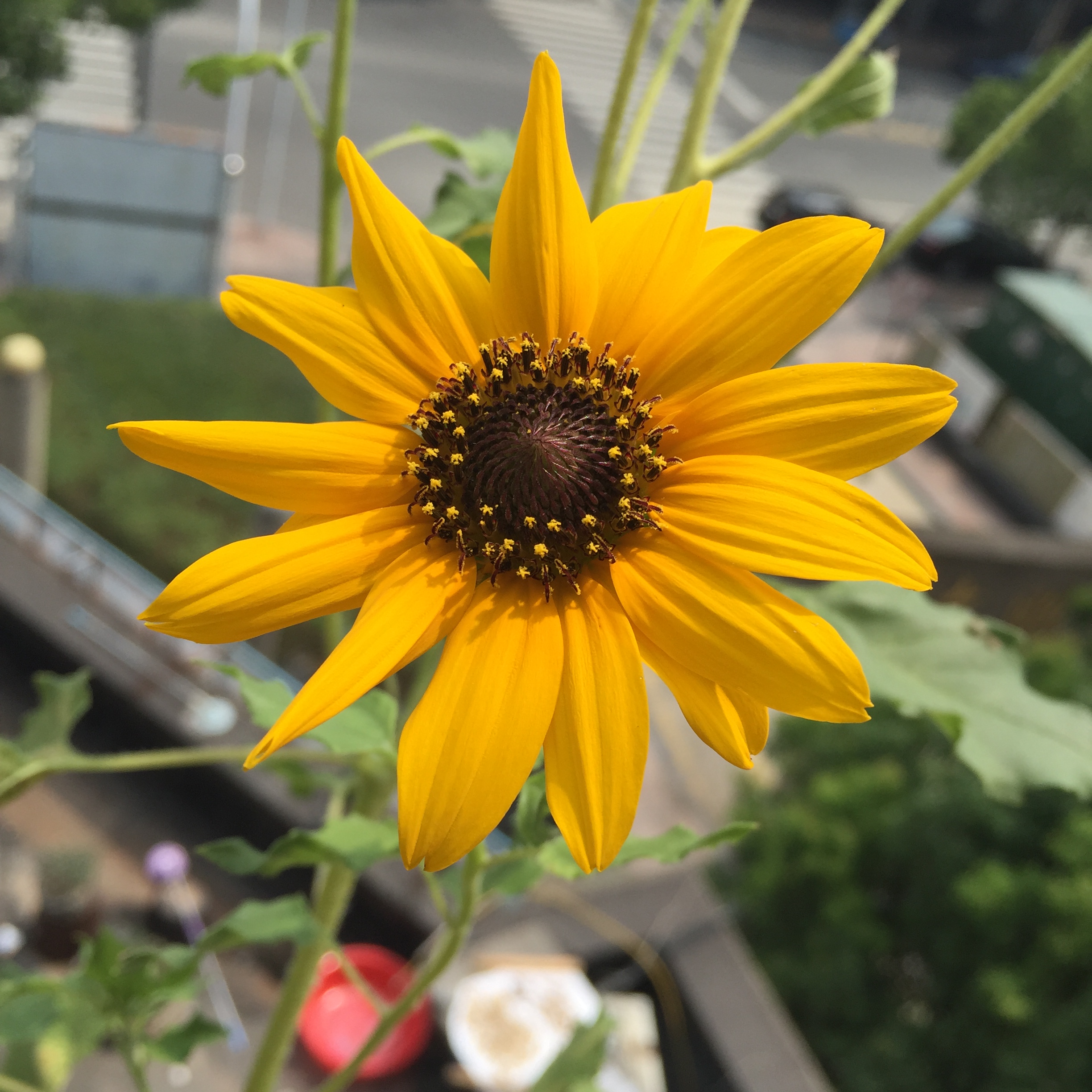 向日葵就一棵开了这么多个花苞