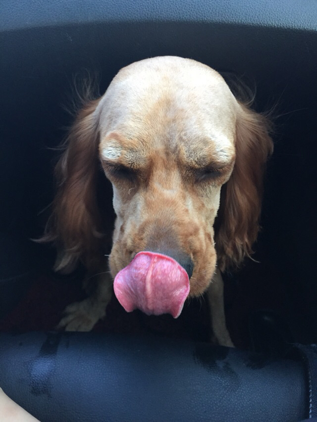 圆圆大光头扁扁小馒头