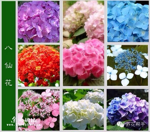 认花不求人 - 『 花草苑 』 - 余姚论坛 - powered by discuz!