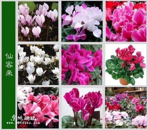 认花不求人 - 『 花草苑 』 - 余姚论坛 - powered by discuz!