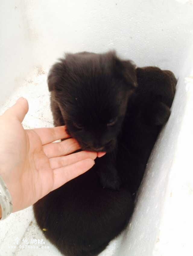 二只黑色萌呆小板凳狗已被好人领走