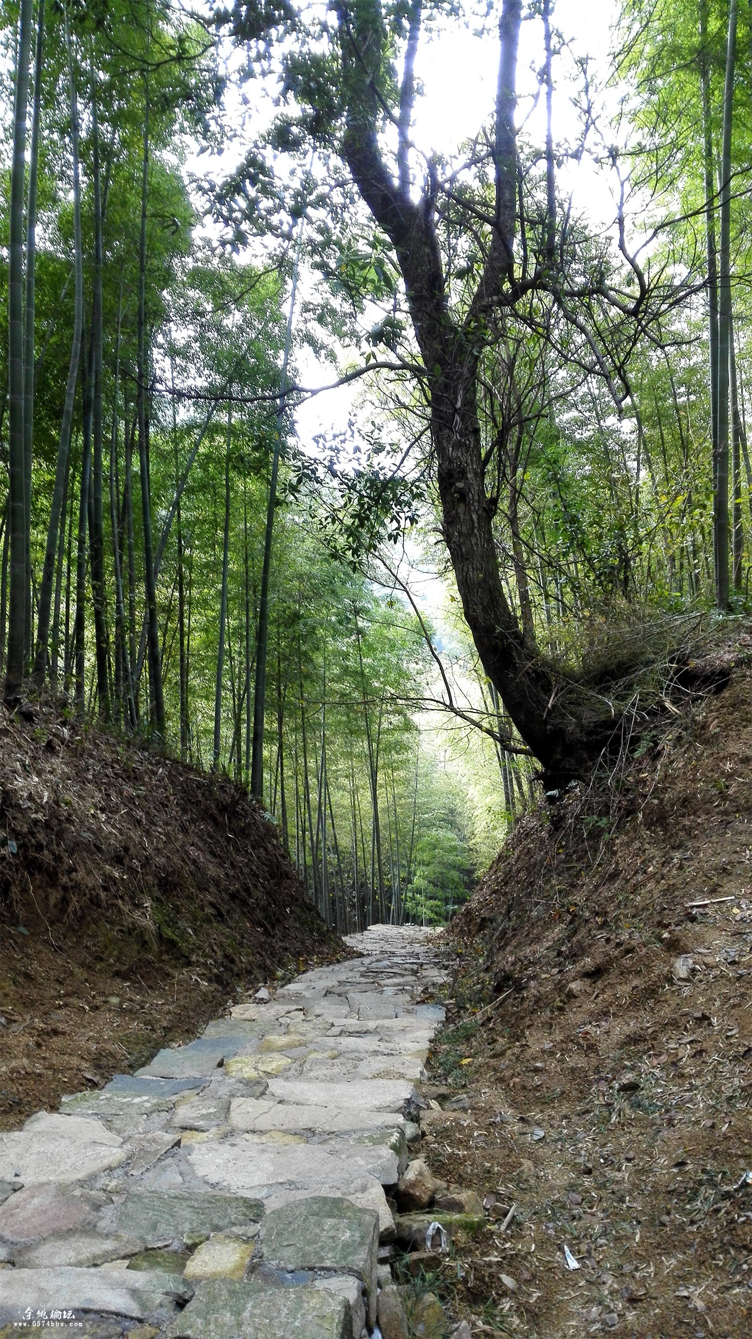赏芝林山水走红色古道