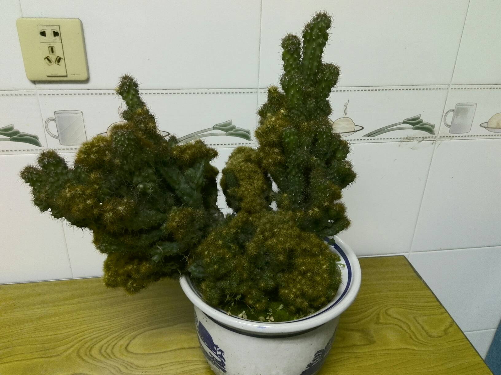 大胧月老桩五指山