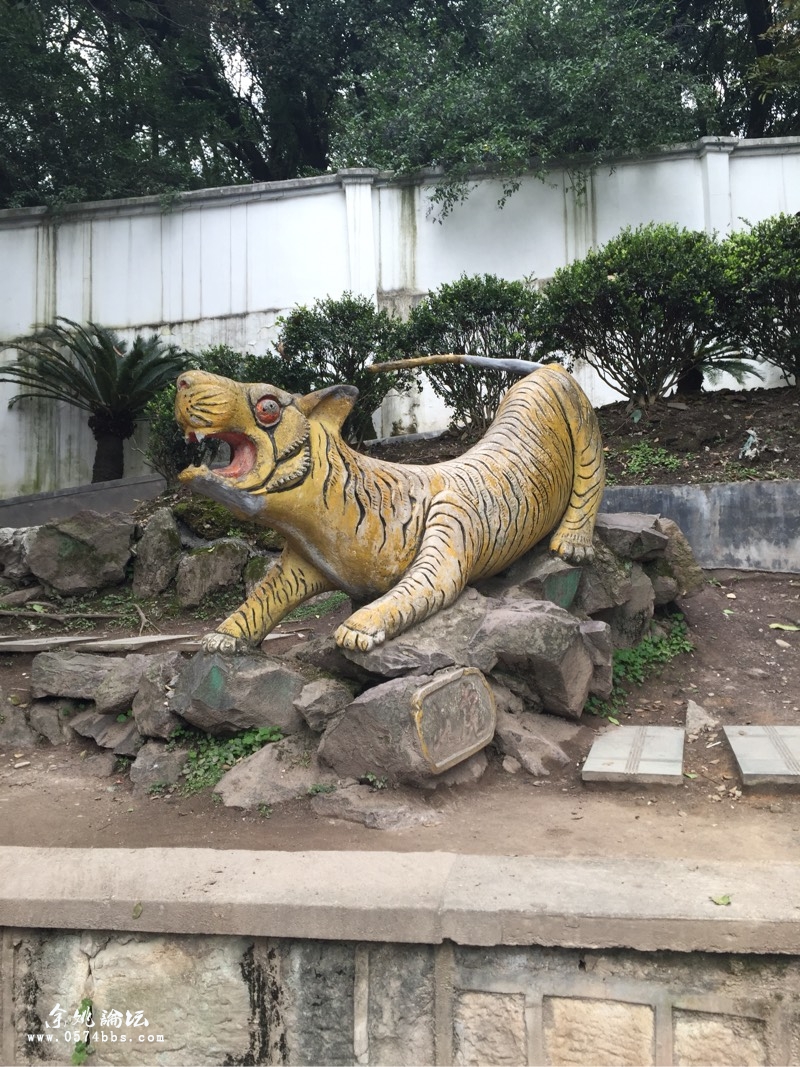 龙泉山动物园,老虎坐骑