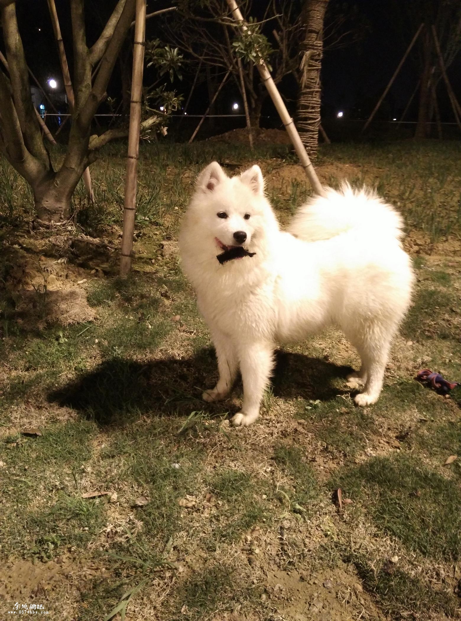 转让1岁母萨摩作为宠物养的进来看看