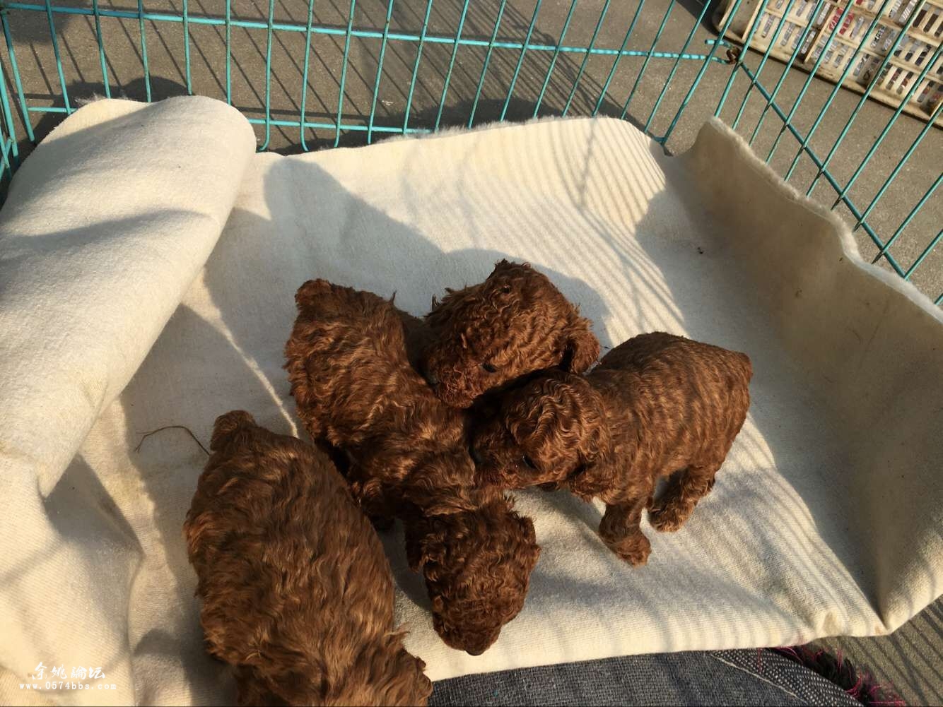 家养泰迪宝宝快满月了喜欢的可以预定了父母都在家里支持上门看狗宝宝