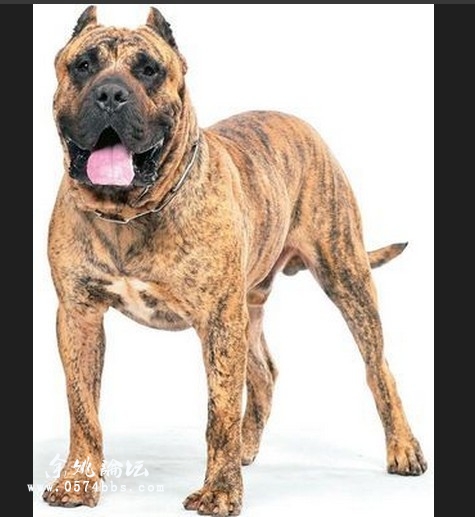 家养加纳利小狗1500明码