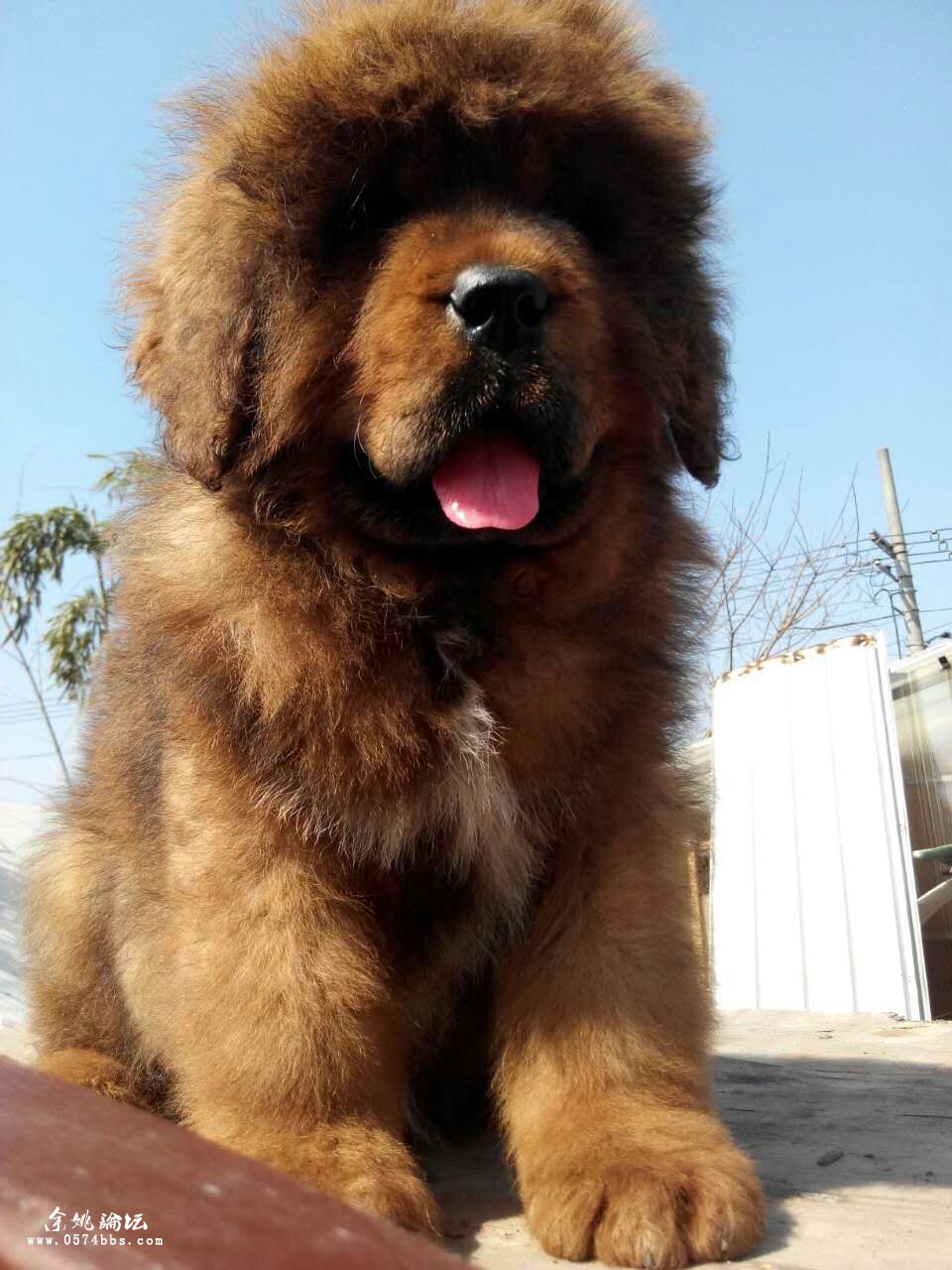 出售大狮头红色小藏獒