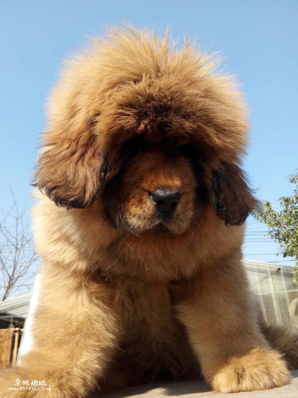 出售大狮头红色小藏獒