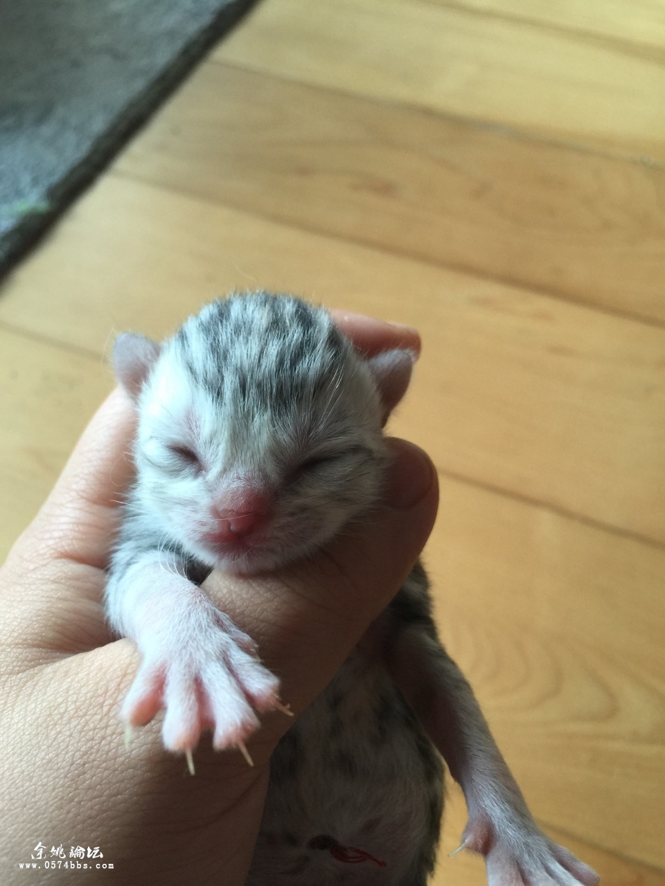 2号出生的美短宝宝接受预定了,两公两母喜欢的进来看看