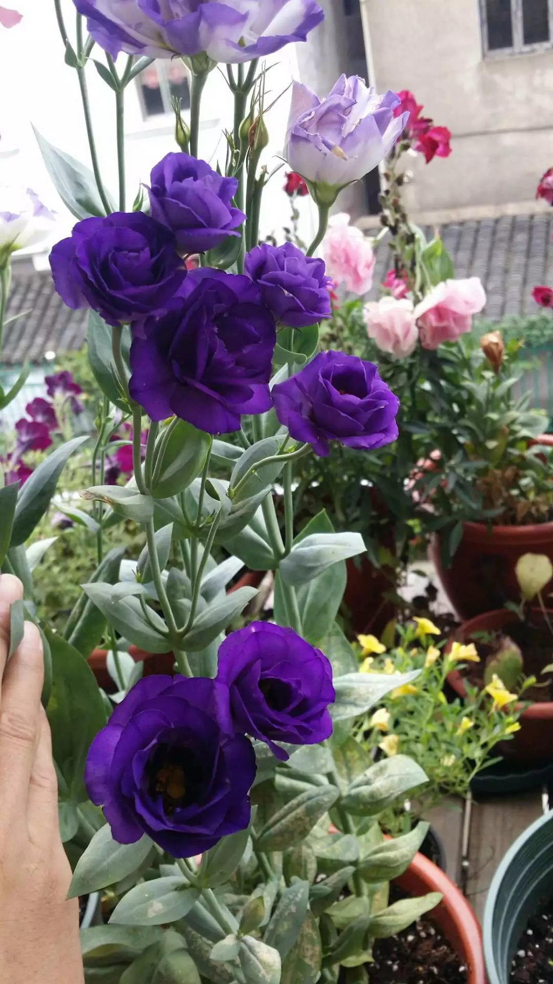 摩天轮之----洋桔梗大集合 - 『 花草苑 』 - 余姚论坛 - powered by