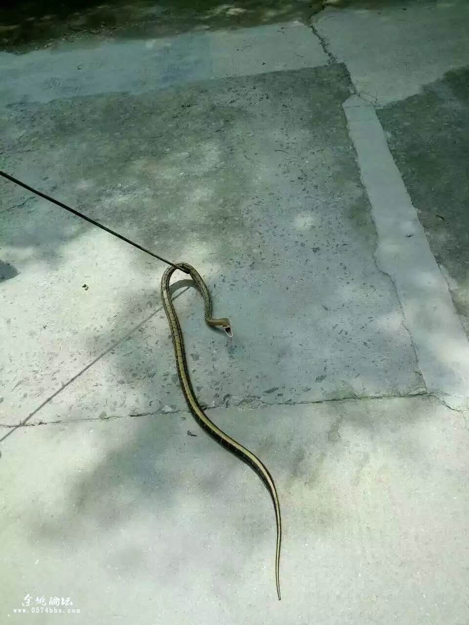 小区出现菜花蛇