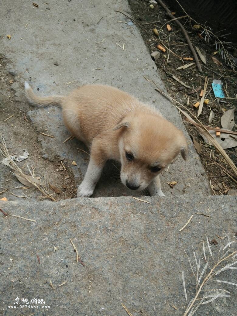 免费送家养2个月小土狗体格跟秋田差不多