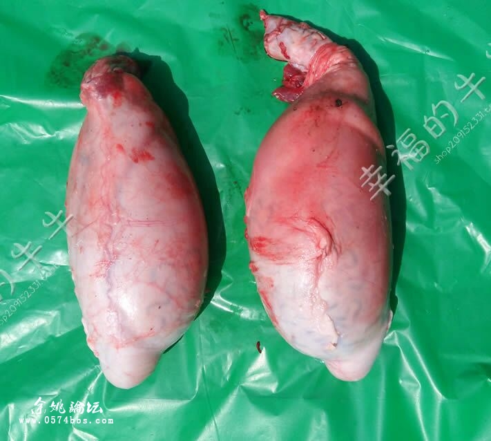 当天屠宰的新鲜的牛尾巴牛蛋牛鞭牛筋牛心等,喜欢吃牛味的进来看看