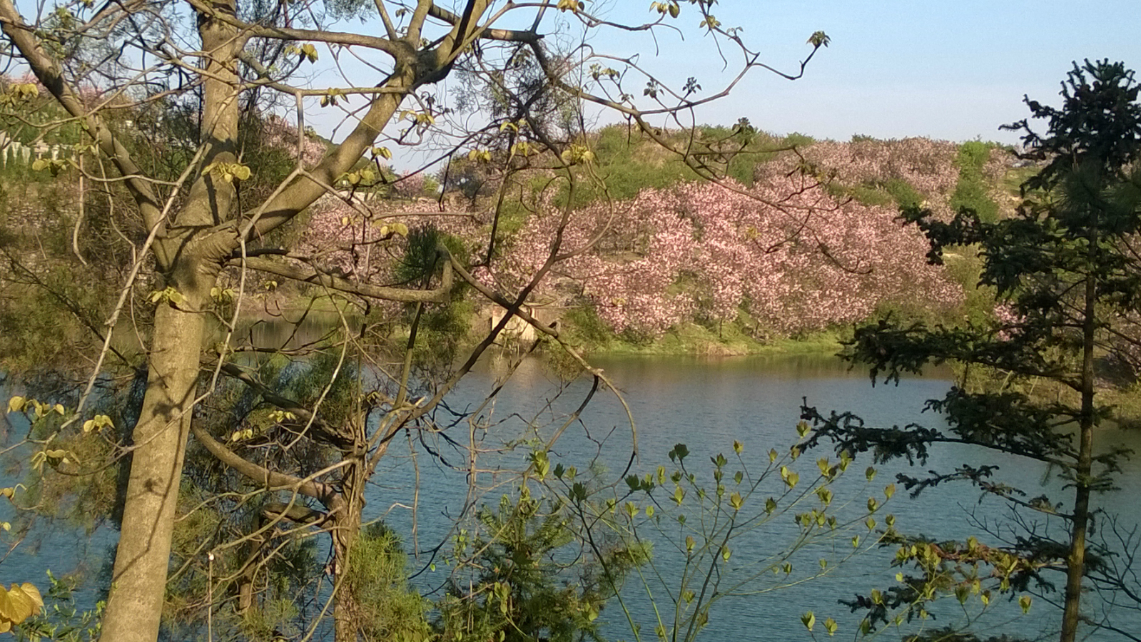 綺麗如斯——四明山櫻花之路