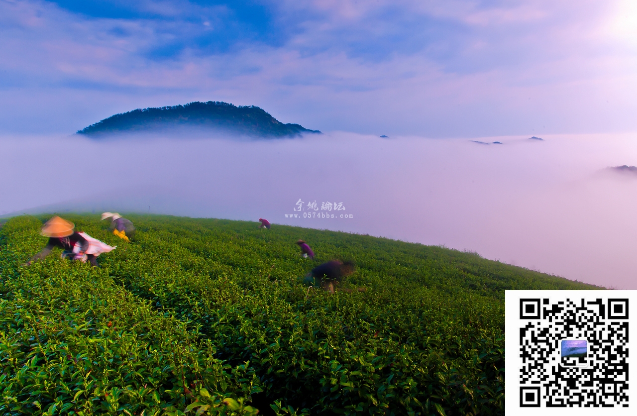 海拔600多米的大岚高山云雾茶本周100-150可订购,江浙沪包邮