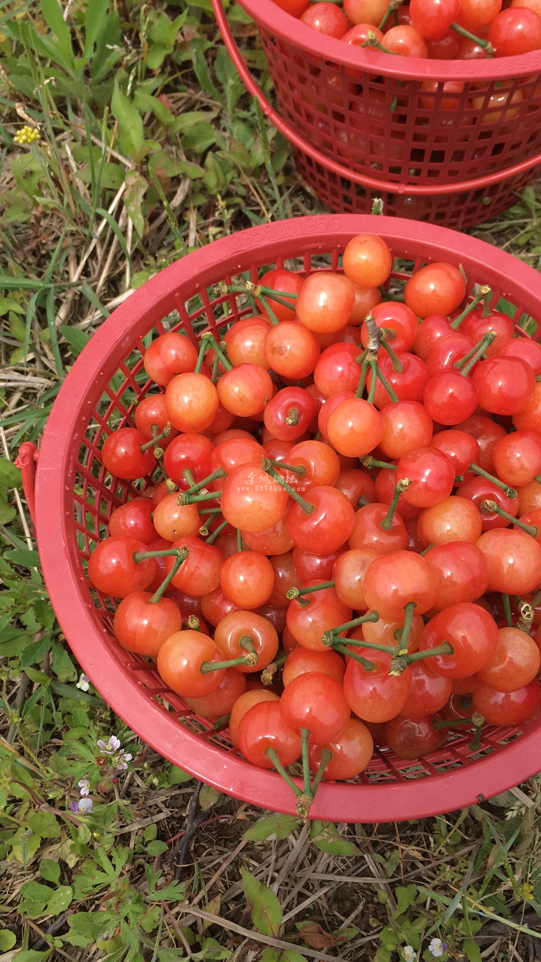 关于某网友发帖称梁弄樱桃残留农药问题