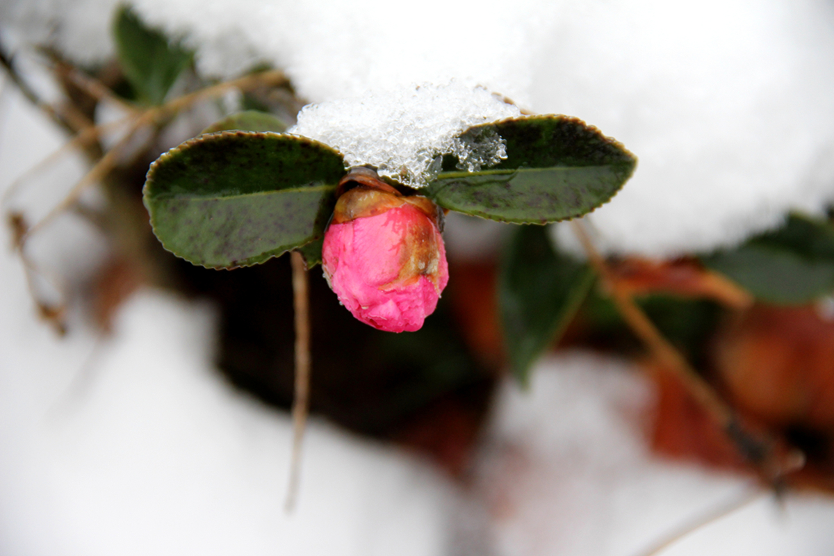 冰雪寒梅