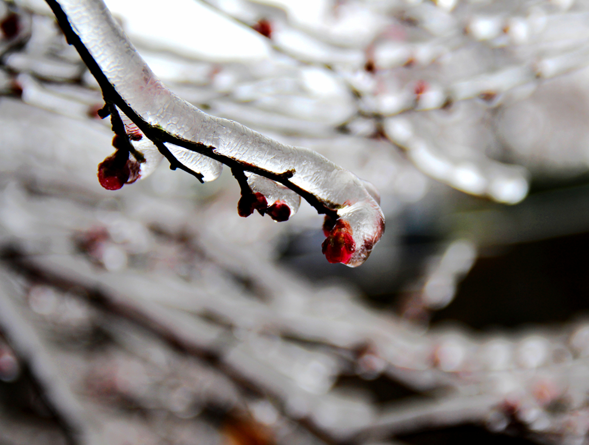 冰雪寒梅
