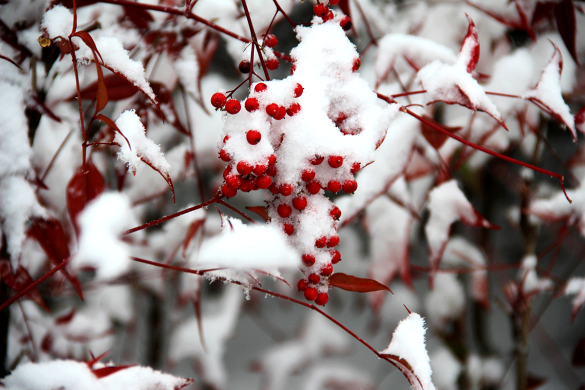 冰雪寒梅