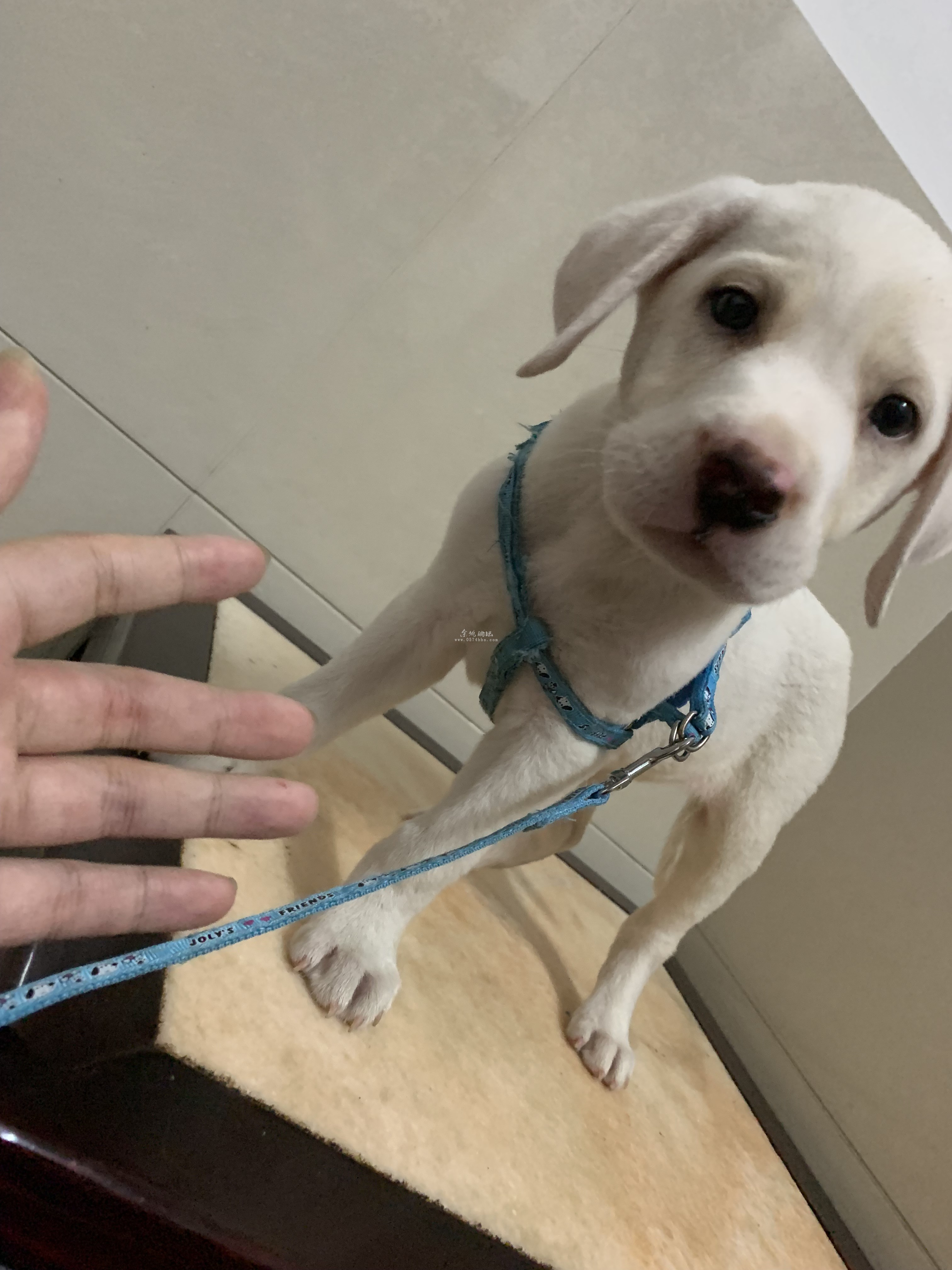 奶油色两个月拉布拉多弟弟500牵走