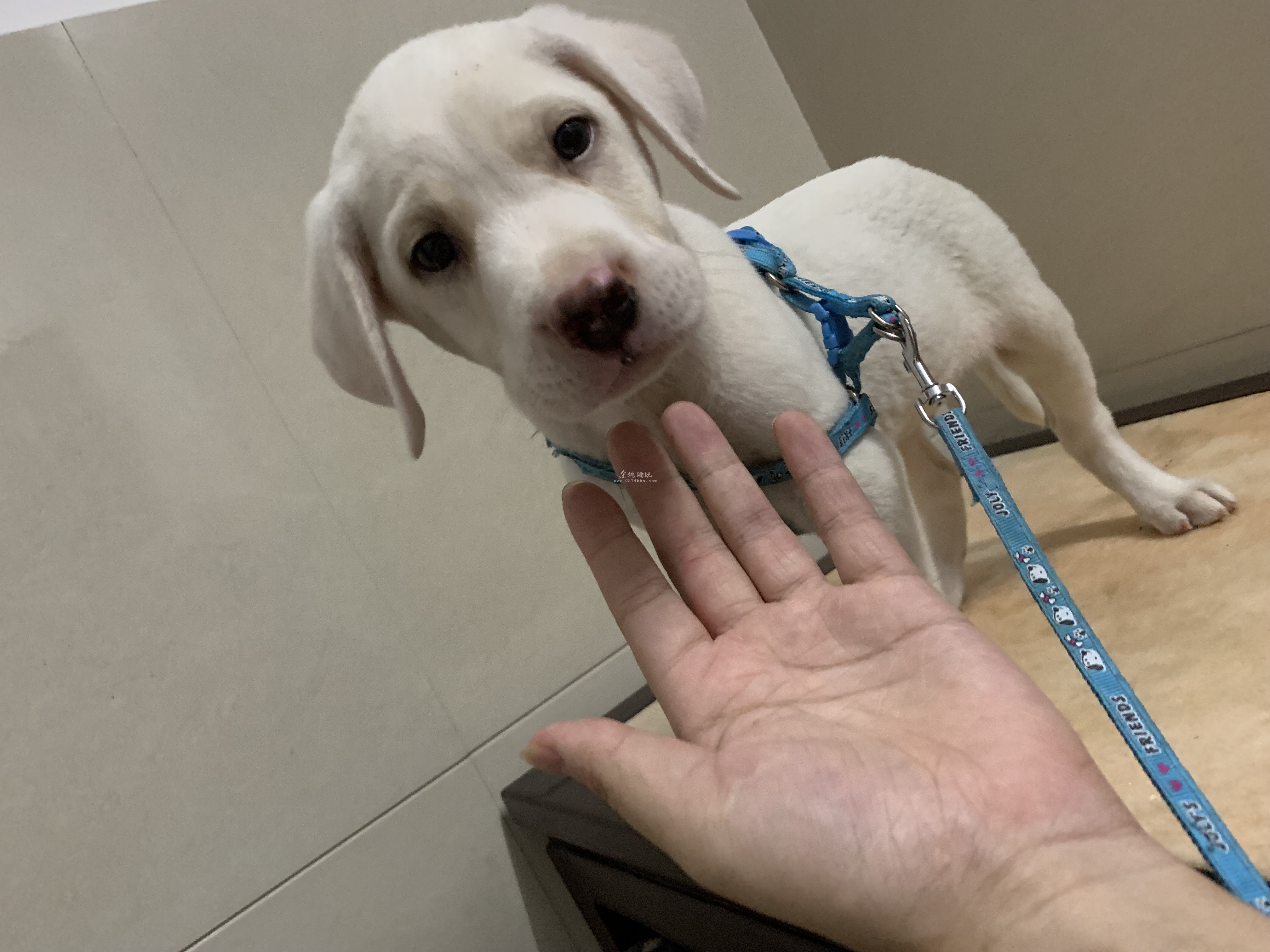 奶油色两个月拉布拉多弟弟500牵走