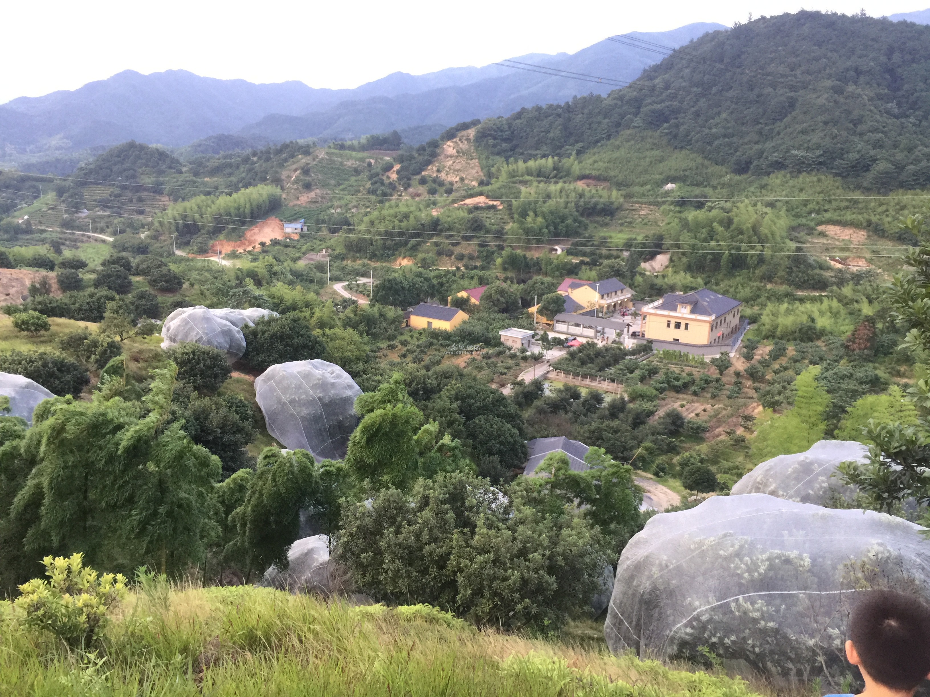 梁弄罗幔杨梅东魁杨梅和鸡蛋一样大的汁鲜杨梅预计可持续到7月1号