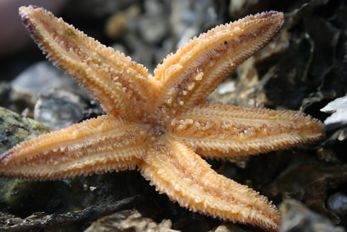 海星的腹部,原来是靠很多小触角爬行的