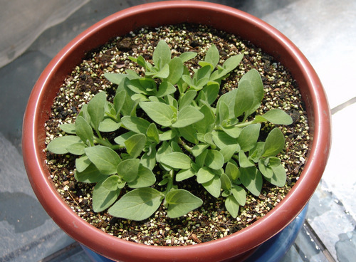 怎样将牛苗养成牛球