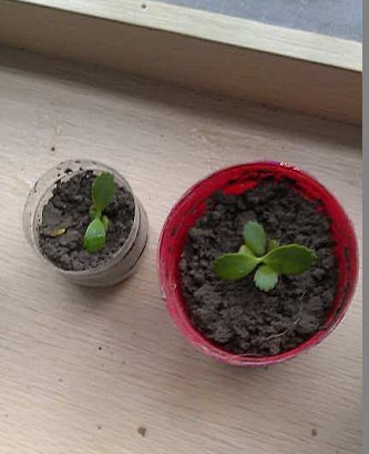 我的水培绿萝和落地生根