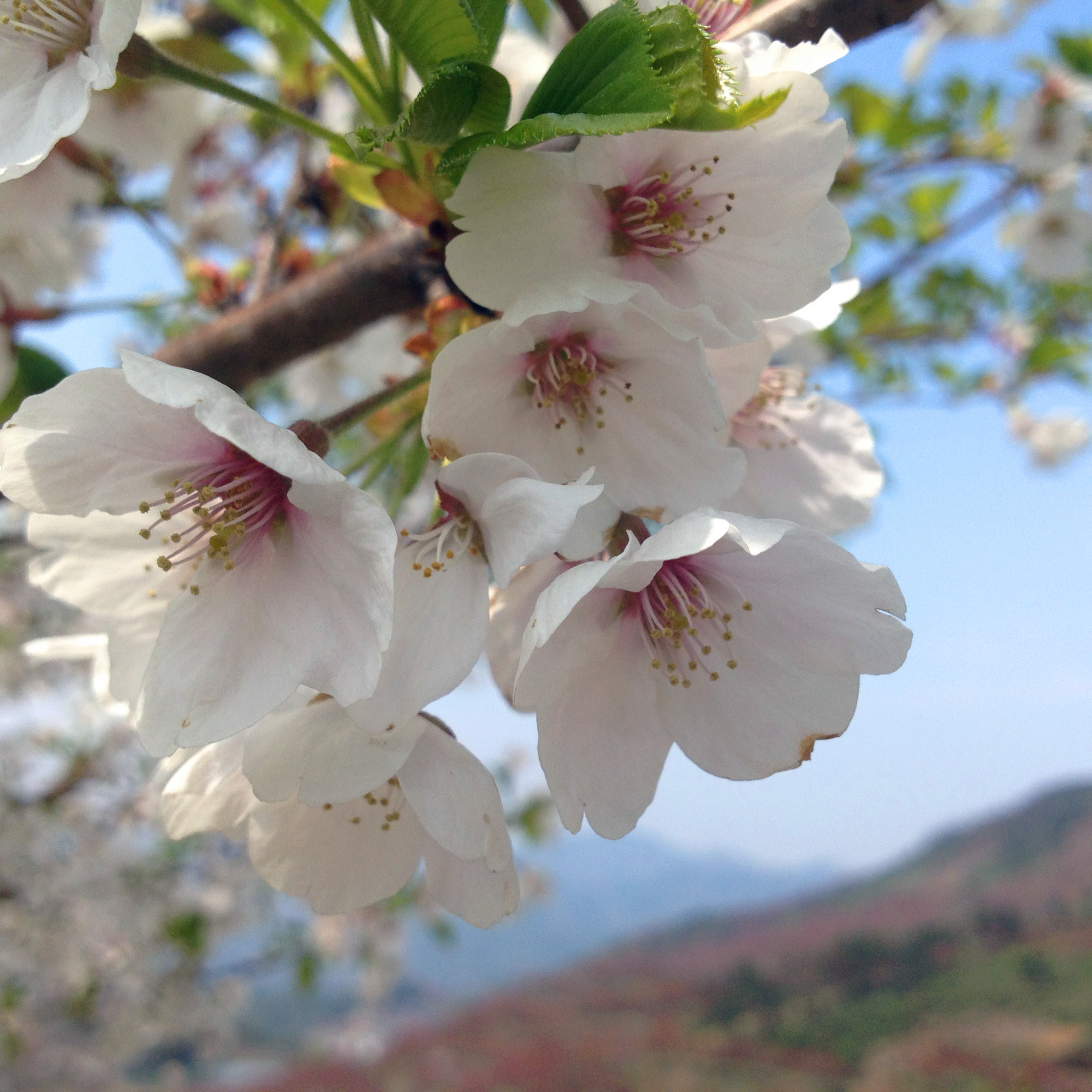 四明山杖锡樱花之旅